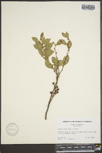 Lyonia lucida image