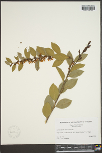 Lyonia lucida image