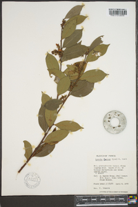 Lyonia lucida image