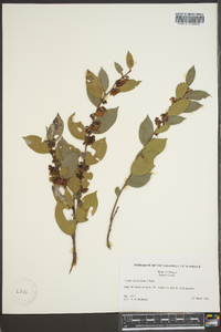 Lyonia lucida image