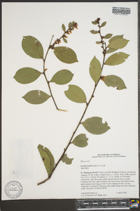 Lyonia lucida image