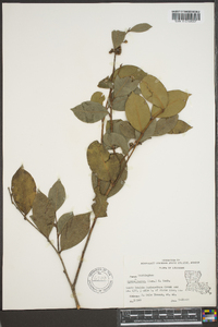 Lyonia lucida image