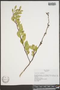 Lyonia lucida image