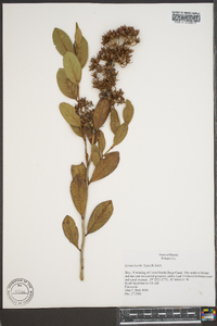 Lyonia lucida image