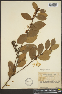 Lyonia lucida image