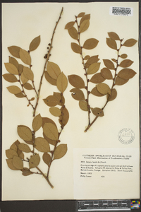 Lyonia lucida image