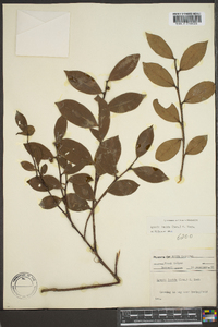 Lyonia lucida image