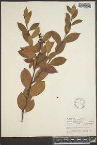 Lyonia lucida image