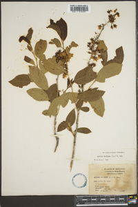 Lyonia mariana image