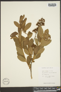 Lyonia mariana image