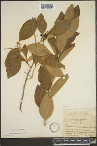 Lyonia mariana image