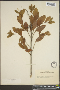 Lyonia mariana image