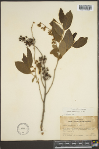 Lyonia mariana image