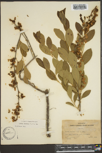 Lyonia mariana image