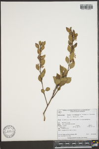 Lyonia squamulosa image