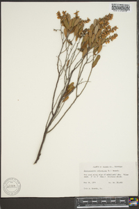 Chamaedaphne calyculata image