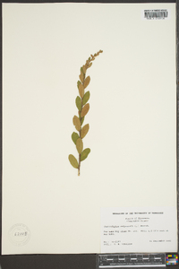 Chamaedaphne calyculata image