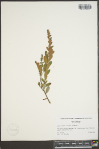 Chamaedaphne calyculata image