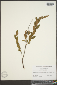 Chamaedaphne calyculata image