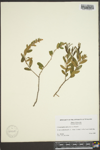 Chamaedaphne calyculata image