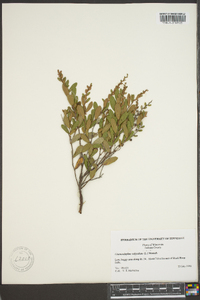 Chamaedaphne calyculata image