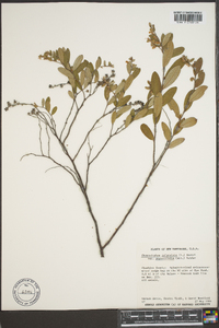 Chamaedaphne calyculata image