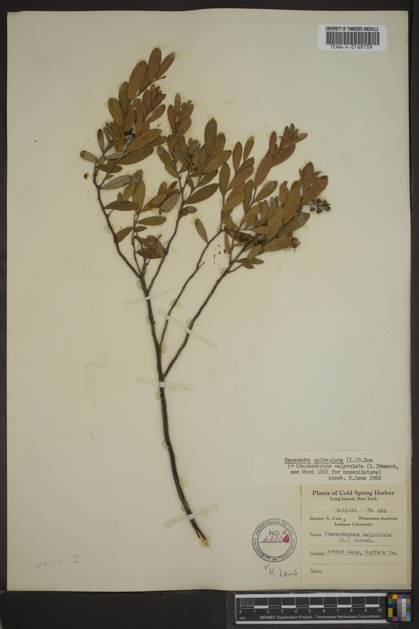 Cassandra calyculata image