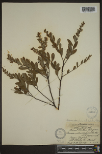 Cassandra calyculata image