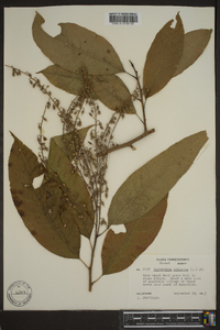 Oxydendrum arboreum image