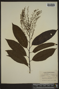 Oxydendrum arboreum image