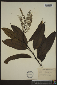 Oxydendrum arboreum image