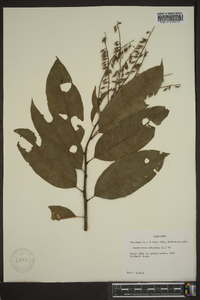 Oxydendrum arboreum image