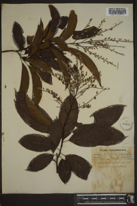 Oxydendrum arboreum image