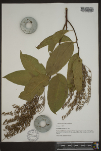 Oxydendrum arboreum image