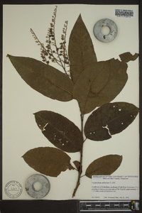 Oxydendrum arboreum image