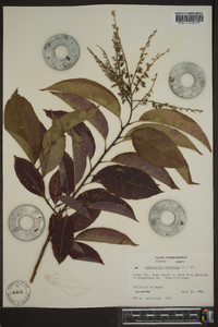 Oxydendrum arboreum image