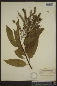 Oxydendrum arboreum image