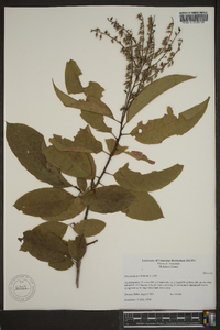 Oxydendrum arboreum image