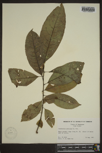 Oxydendrum arboreum image