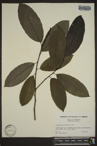 Oxydendrum arboreum image