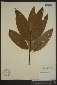 Oxydendrum arboreum image