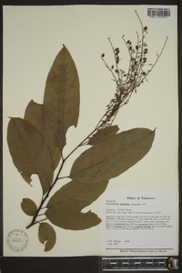 Oxydendrum arboreum image