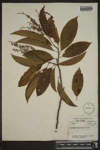 Oxydendrum arboreum image