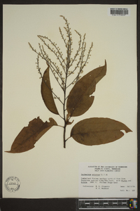 Oxydendrum arboreum image