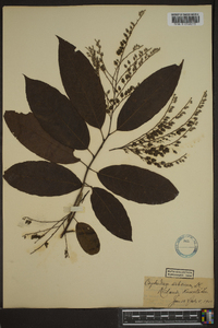 Oxydendrum arboreum image