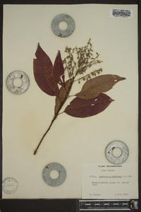 Oxydendrum arboreum image