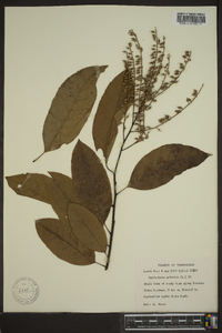 Oxydendrum arboreum image