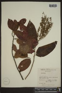 Oxydendrum arboreum image