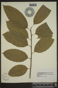 Oxydendrum arboreum image