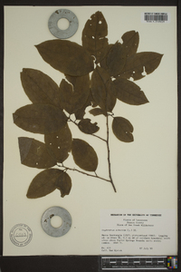 Oxydendrum arboreum image